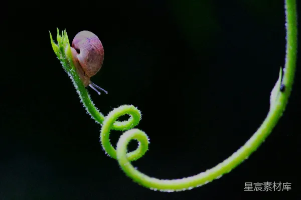 高清摄影 蜗牛与绿色藤蔓