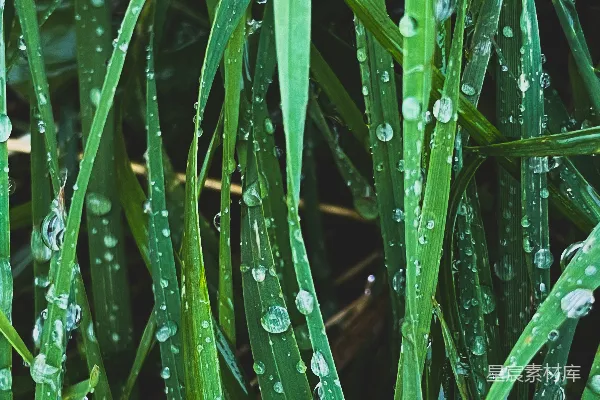 高清摄影 露珠中的绿色草叶
