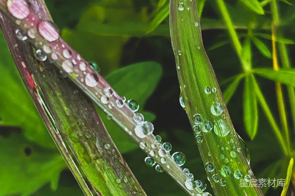 高清摄影 露珠点缀的草叶