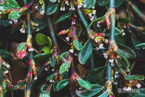 高清摄影 清晨露珠的植物