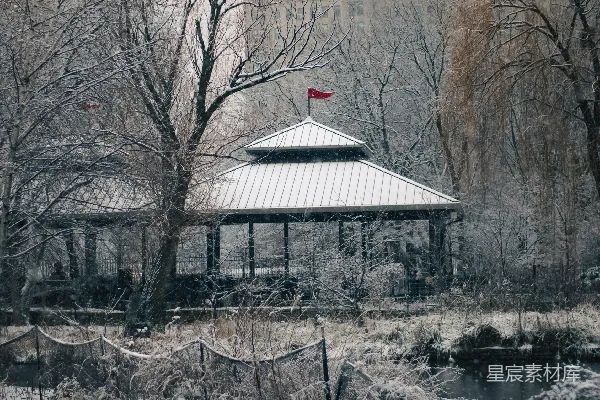 高清摄影 雪中的粉色火烈鸟