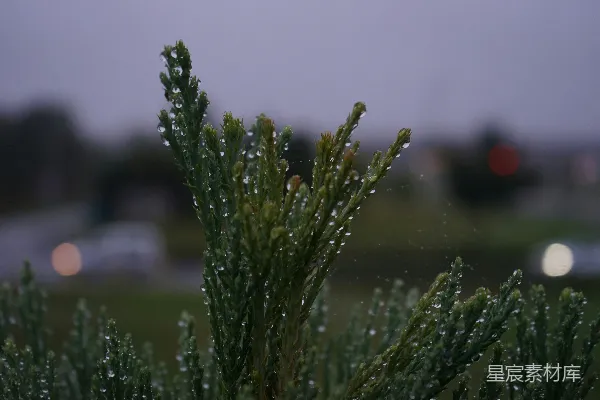 高清摄影 雨后松柏的静谧