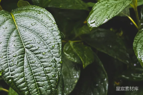 高清摄影 雨后绿叶特写