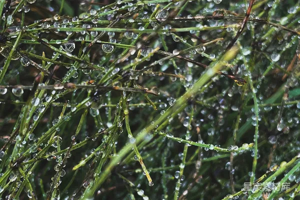 高清摄影 露珠点缀的草丛