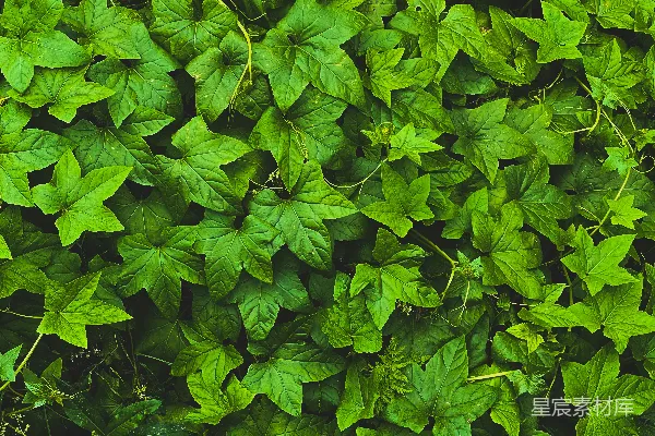 高清摄影 爬藤植物的叶子纹理