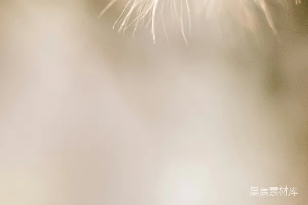 高清摄影 蒲公英的梦