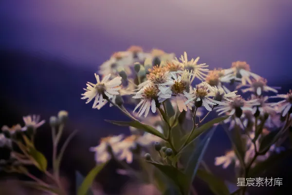 高清摄影 晨曦中的野花