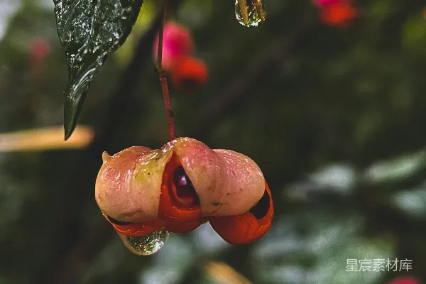 高清摄影 雨后植物的生机