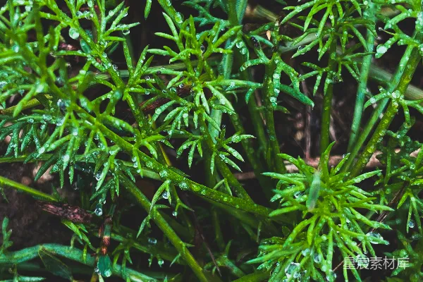 高清摄影 露珠中的绿色植物