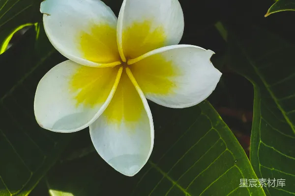 高清摄影 白黄相间的花与绿叶
