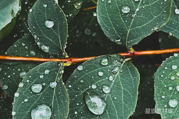高清摄影 雨后绿叶上的水珠