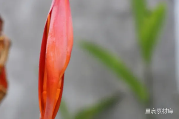 高清摄影 绽放的红色花蕾