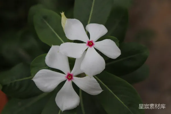 高清摄影 白色长春花的静谧之美