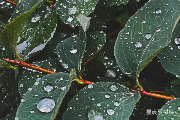 高清摄影 雨后绿叶上的露珠