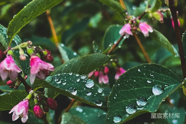 高清摄影 雨后花叶的清新与生机