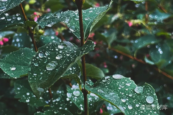 高清摄影 雨后清新绿叶