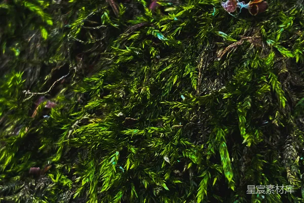 高清摄影 青苔的自然之美