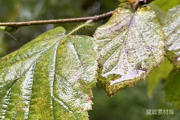 高清摄影 雨后湿润的树叶特写