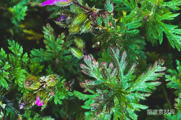 高清摄影 露珠中的紫色花朵