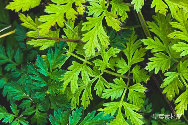 高清摄影 绿色植物的特写