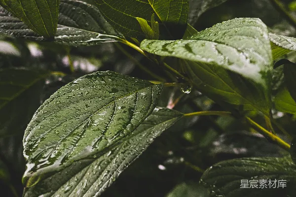高清摄影 雨后清新的绿叶特写