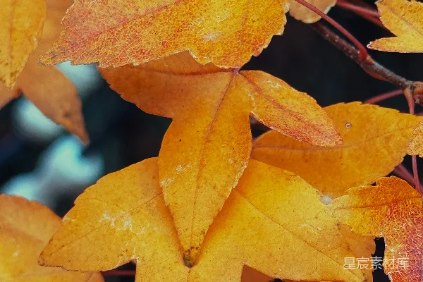 高清摄影 秋叶的色彩盛宴