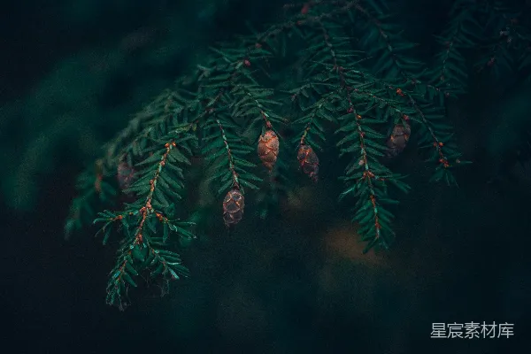高清摄影 冬日松枝上的松果