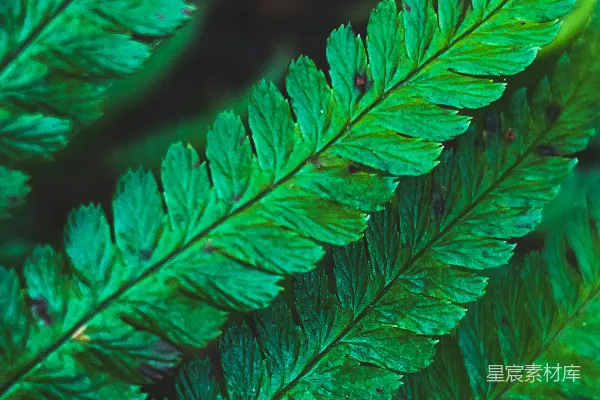 高清摄影 翠绿的蕨类植物特写