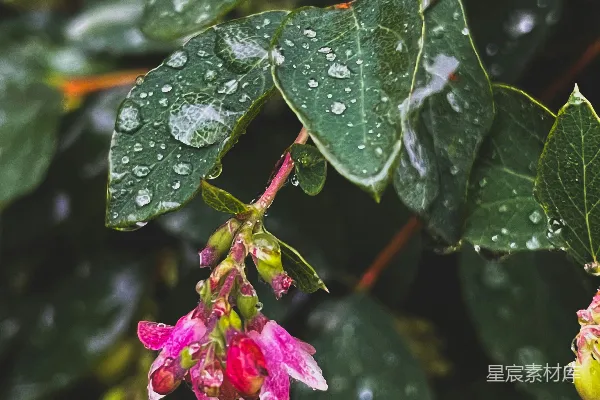 高清摄影 雨后花朵的清新之美