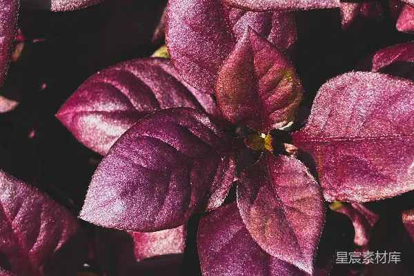 高清摄影 神秘紫色植物叶片特写