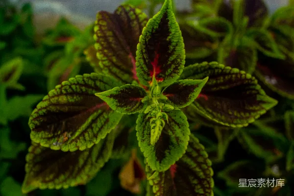 高清摄影 色彩斑斓的叶植物