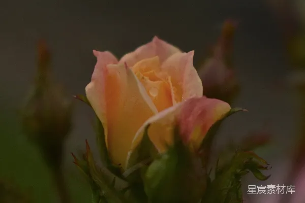 高清摄影 晨露中的玫瑰花蕾