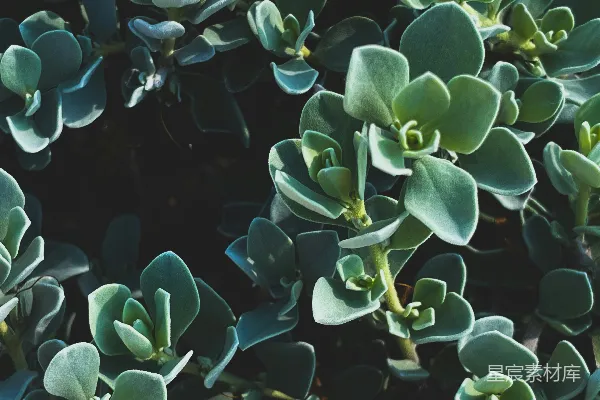 高清摄影 绿意盎然的多肉植物