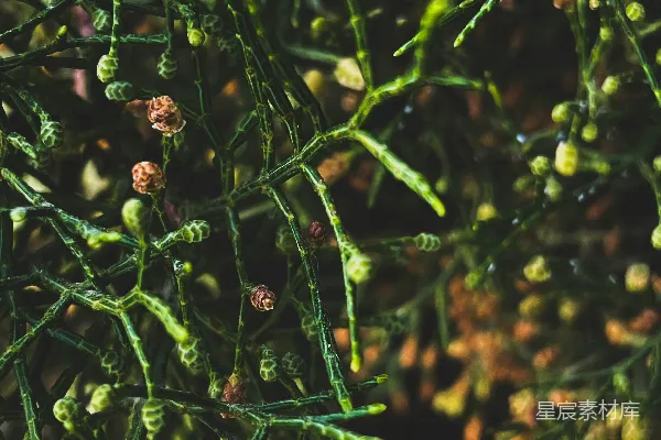 高清摄影 细长枝条与绿色植物特写