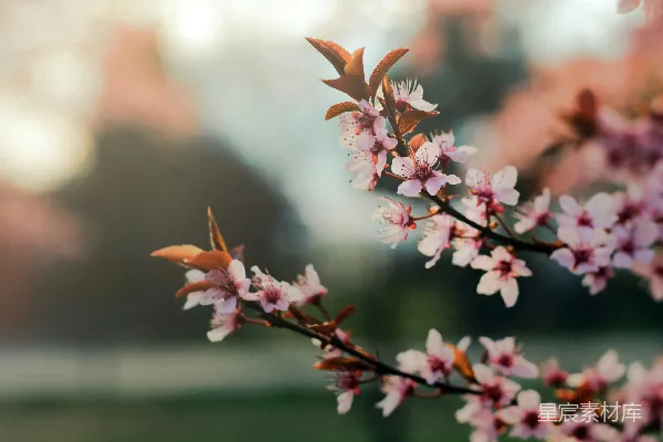 高清摄影 盛开的粉色花朵