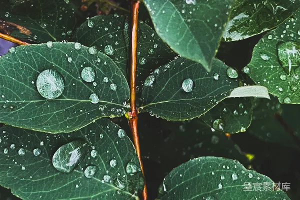 高清摄影 雨后绿叶上的水珠
