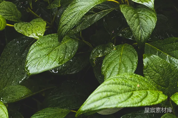高清摄影 雨后绿叶