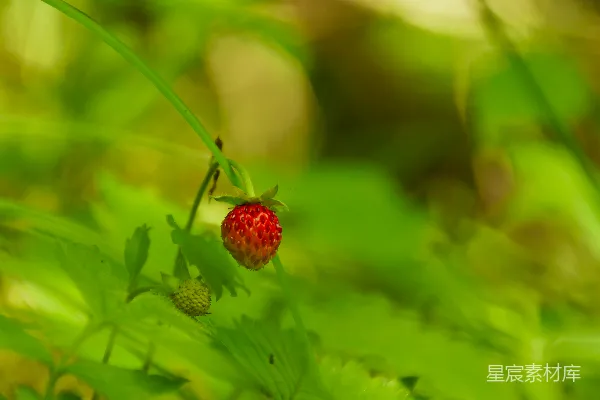 高清摄影 野草莓的自然之美