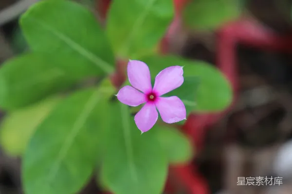 高清摄影 粉红色的长春花