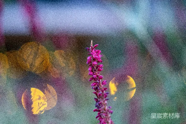 高清摄影 夜色中的花与光
