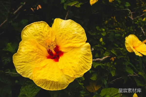高清摄影 阳光下的黄色芙蓉花
