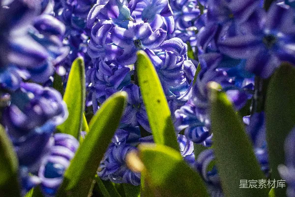 高清摄影 春日里的紫色风铃花