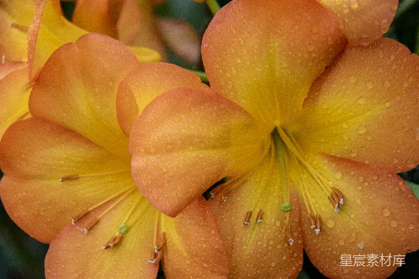 高清摄影 雨后橙黄花蕾