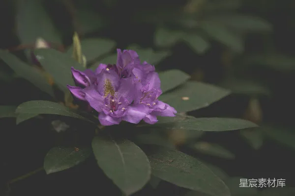 高清摄影 紫色杜鹃花特写
