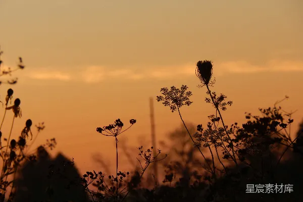 高清摄影 夕阳下的野花剪影