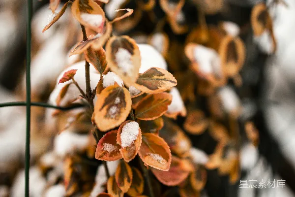 高清摄影 冬日雪景中的枯叶