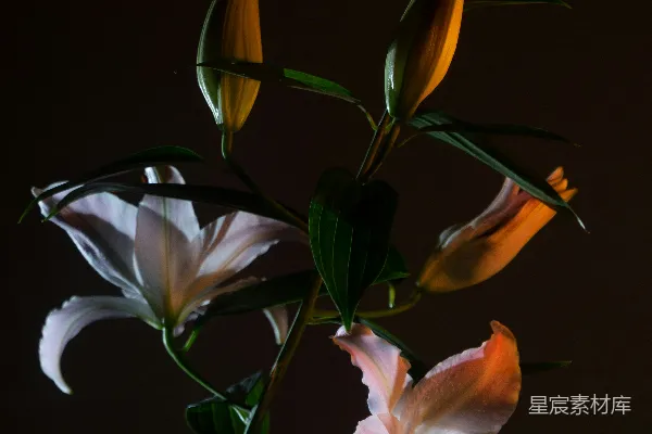 高清摄影 百合花的静谧时光