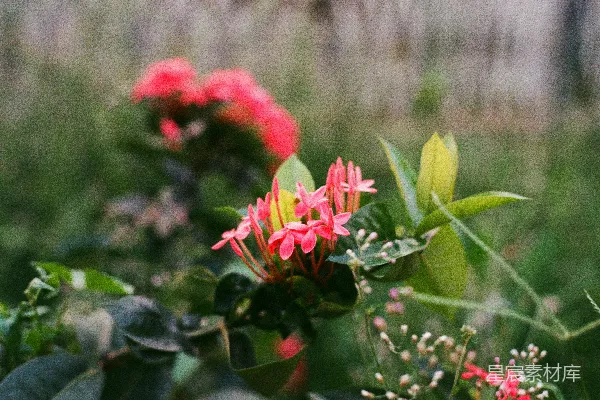 高清摄影 粉红色的花朵与绿叶