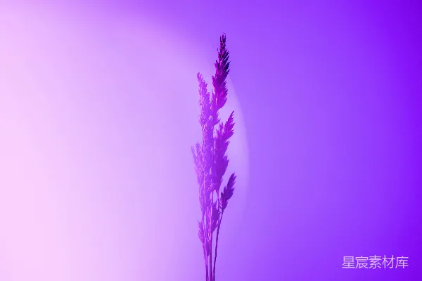 高清摄影 紫色光芒下的草穗