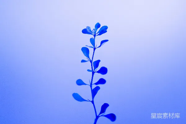 高清摄影 蓝色植物剪影